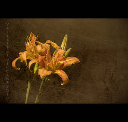 junk lilies
