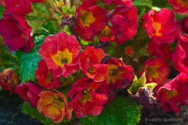 Fiery Primroses