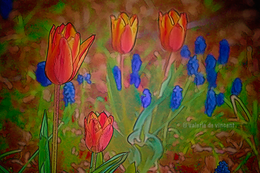 Tulips and Muscari