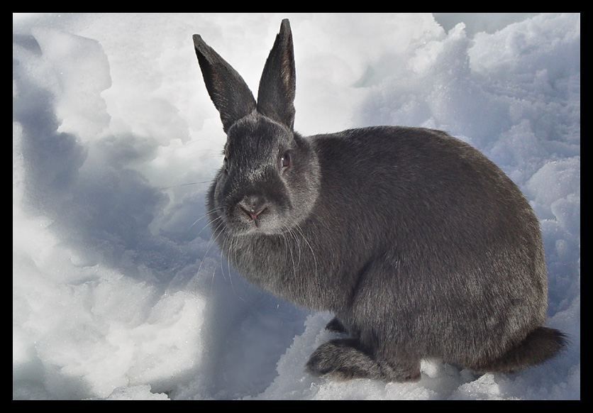 Charcoal Bunny