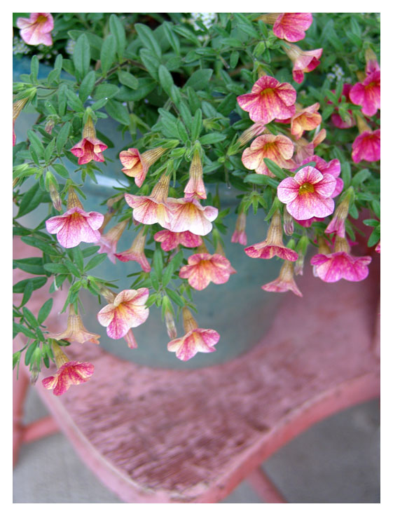 calibrachoa