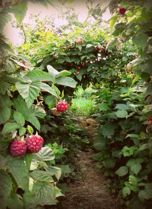 Through the Raspberry Arches by CharlottaRose