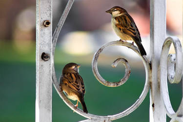 House Sparrows