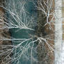 Branching Out