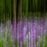 Impression of Blossom and Timber