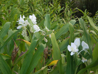 Hedychium coronarium