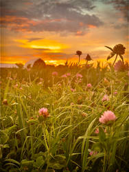 Clover at Golden Hour Countryside Sunset Photogr