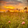 Clover at Golden Hour Countryside Sunset Photogr