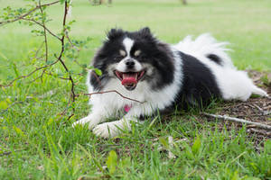 Tired in the Grass