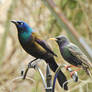 Starling and a Grackle