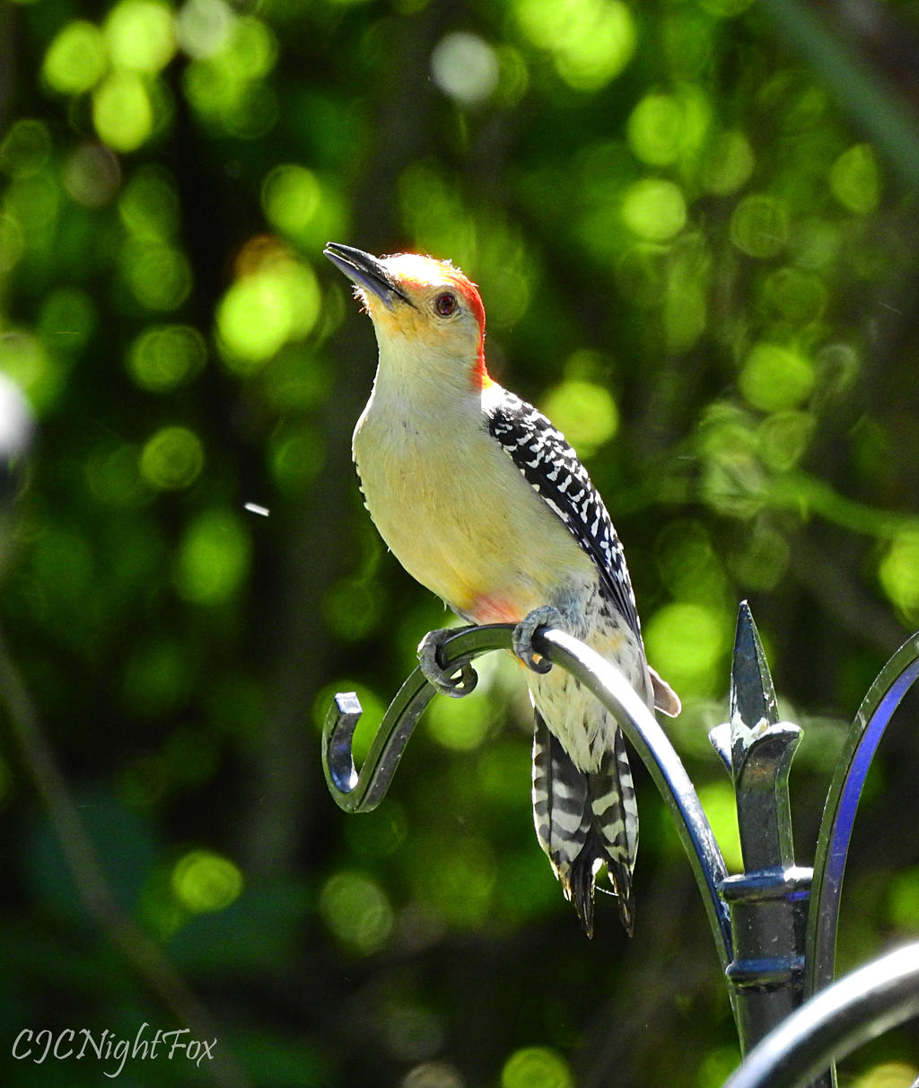 Aspen the Red-bellied Woodpecker