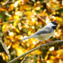 Gold Forest Chickadee