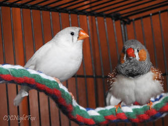 Zebra Finches: Frost and Drizzle