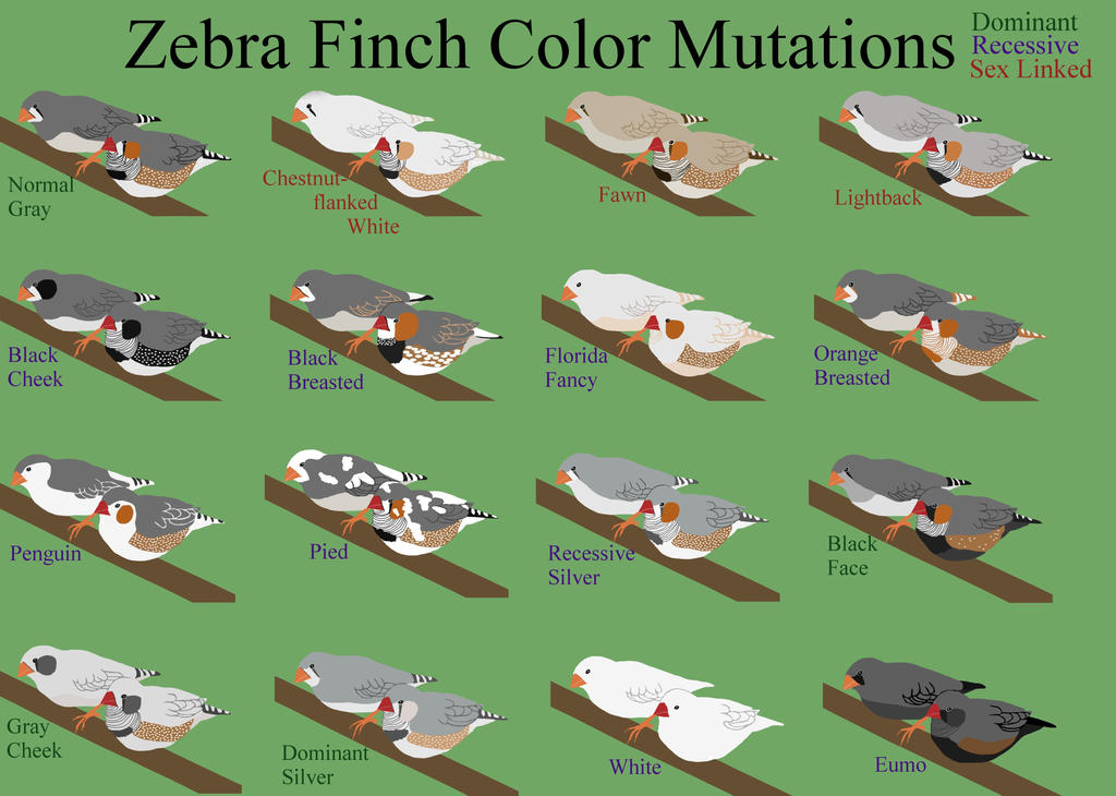 Finch Variation Zebra Finch Color Chart by CJCNightFox on DeviantArt