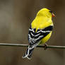 Goldfinch