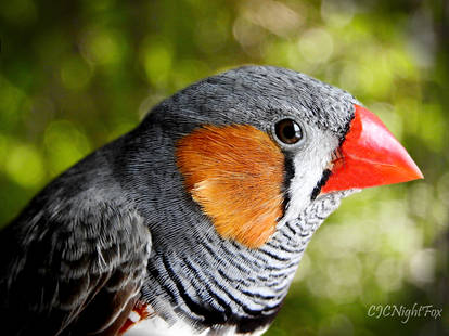 Zebra Finch Closeup