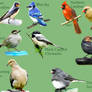 Backyard Bird Chart 1