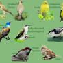 Backyard Bird Chart 2