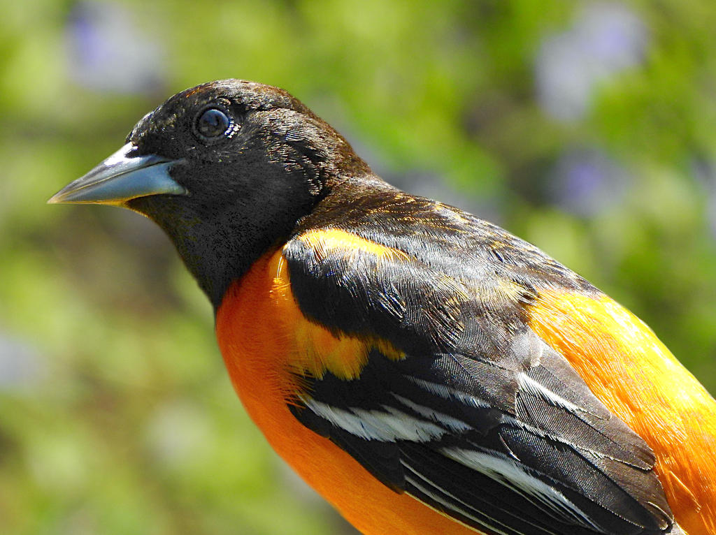 Oriole Bird Oriole Bird