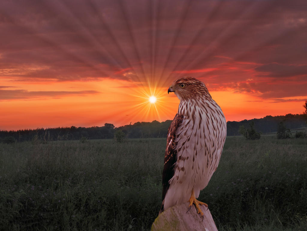 Hawk Sunbow Sunset Hawk by CJCNightFox on DeviantArt