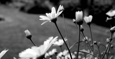 White flower