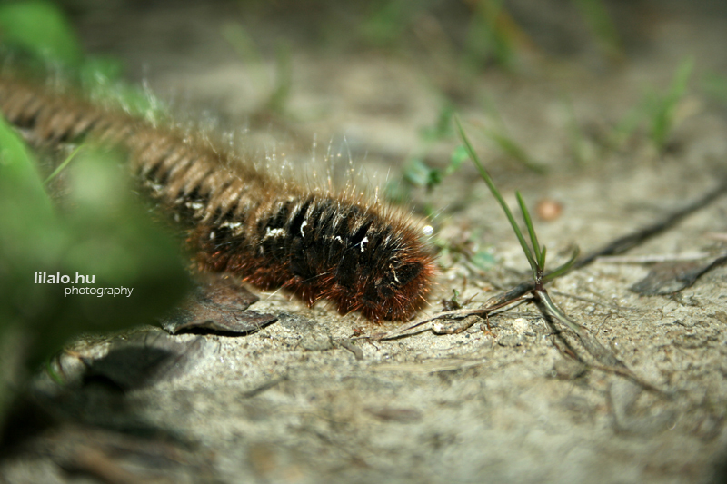 caterpillar