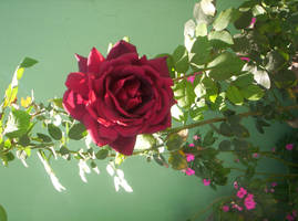 Rose1