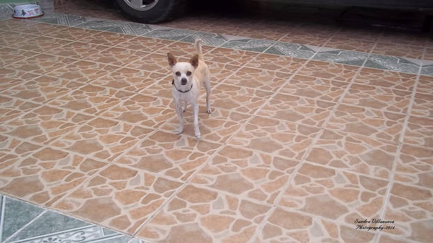 Small Dog 3