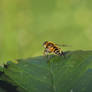 Hoverfly 06