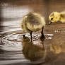 Having a drink