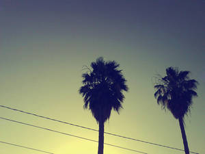 Blue Sky, Palms