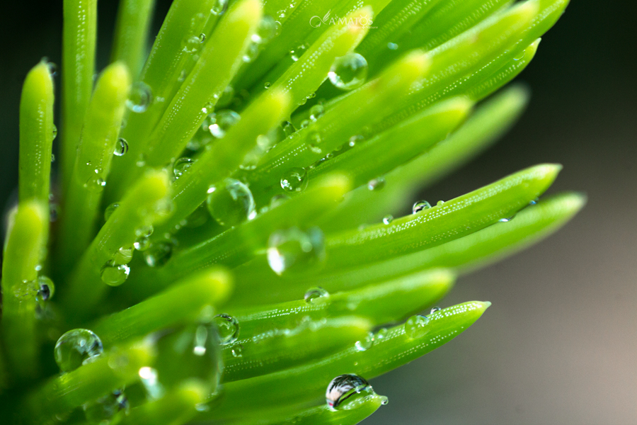 Green Quartz