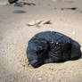 Coal on the Beach