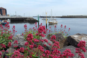 Flowers by the Sea