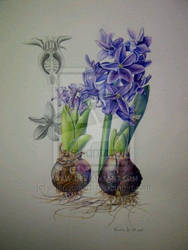 Hyacinth study