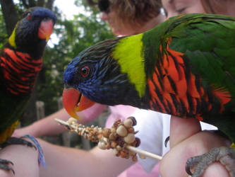 Lorikeets