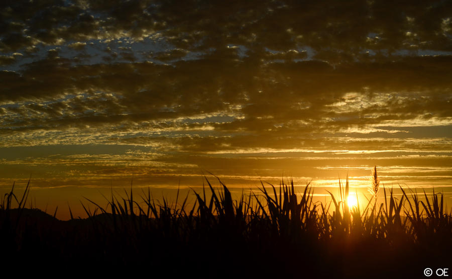 Memorial Sun IV