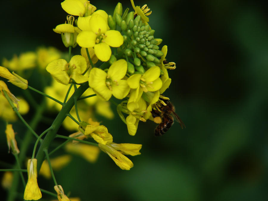 Yellow Flower and Bee 1
