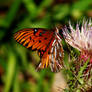 Butterfly on Thistle