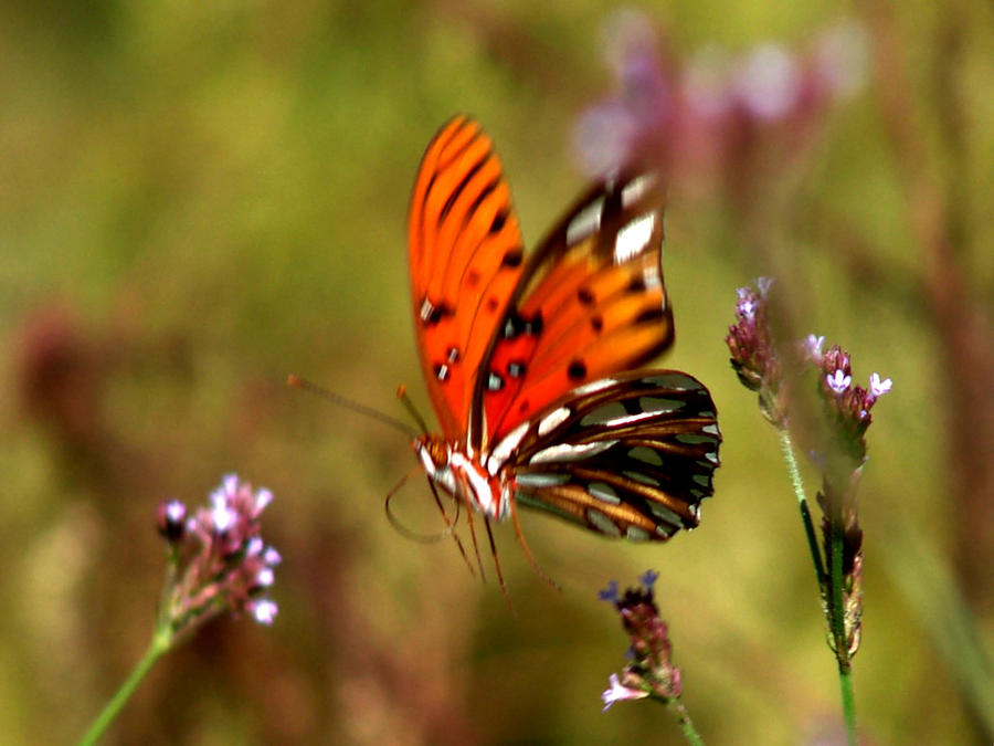 Butterfly Dream