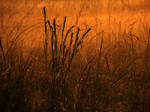 Morning Stillness by Sharondipity