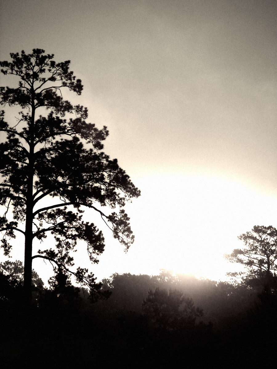 Tree Silhouette