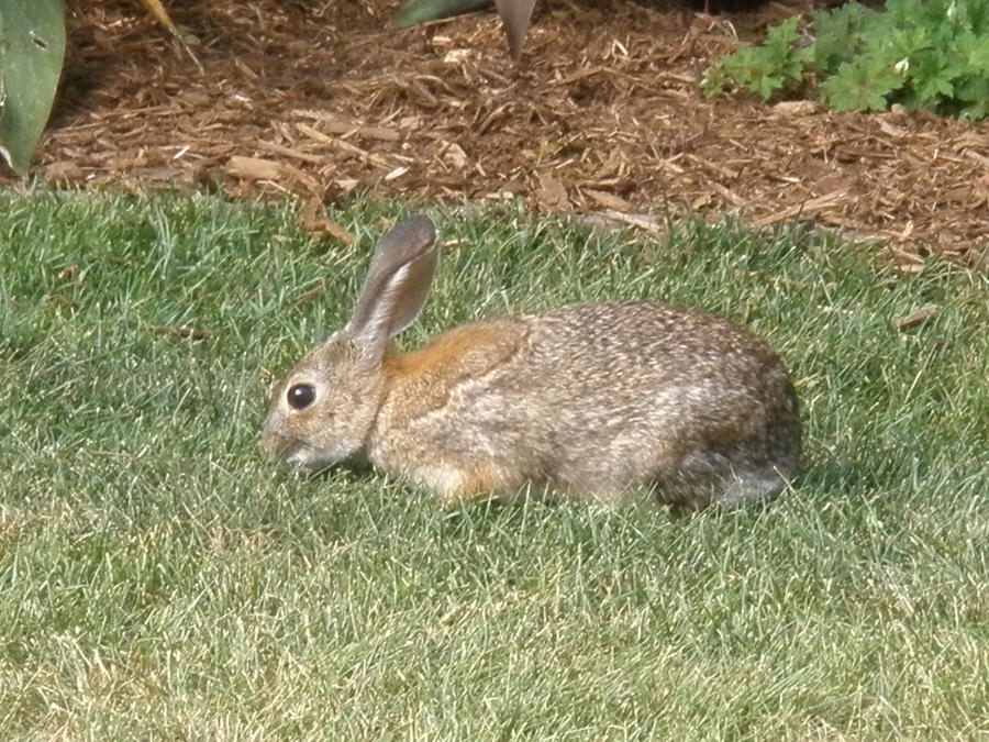 Rabit by Kunihiko-Kimishima on DeviantArt