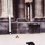 Cats near Kazan Cathedral