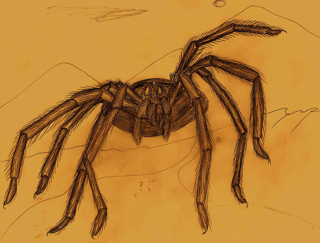 Tarantula Deviantart Tarantula (A. Deemer) by Adiraiju on DeviantArt