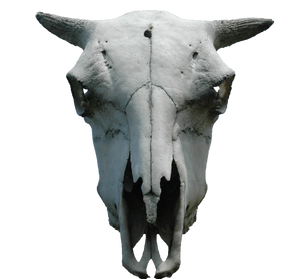 animal skull png cut out