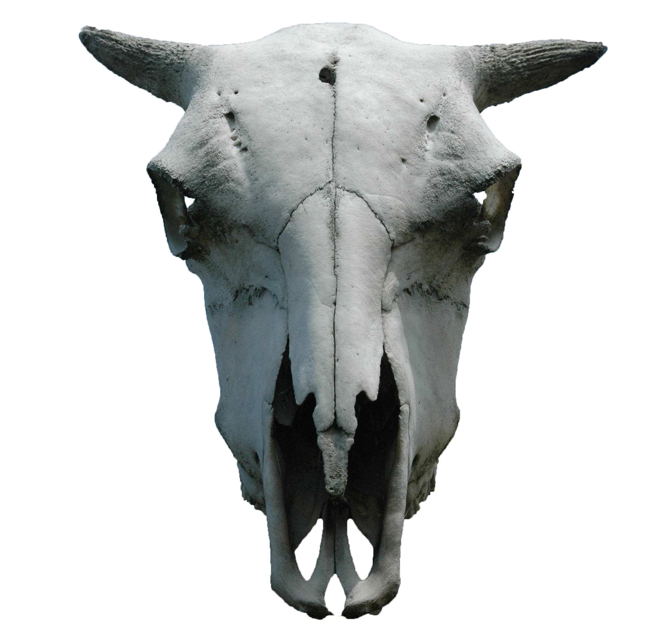 animal skull png cut out