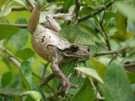 FROG in Tree