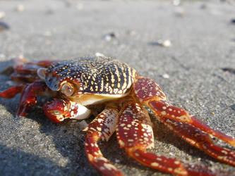 a crab looking at me