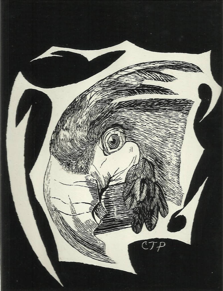 Scratchboard Parrot by shadowcurtis on DeviantArt